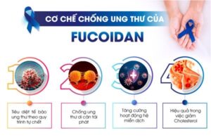 Hợp chất Fucoidan được chứng minh cho tác dụng chống lại ung thư mạnh mẽ
