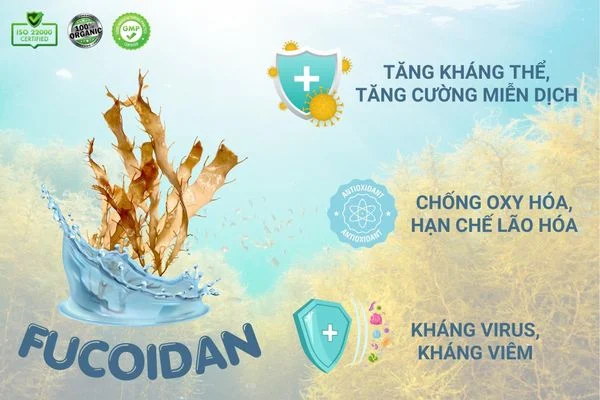 FUCOIDAN VỚI CÔNG DỤNG HỖ TRỢ PHÒNG VÀ ĐIỀU TRỊ UNG THƯ